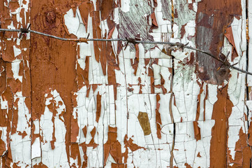 wood texture of old painted door Board with a piece of protective barbed wire