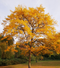 Tree with autumn hue colours, London, UK