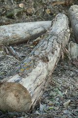 destruction of trees