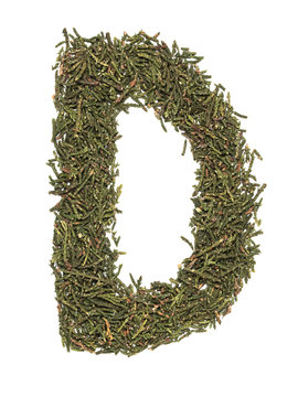 Big english capital letter D made of green fir/spruce tree leafs on white isolated background. Isolated Latin letter.