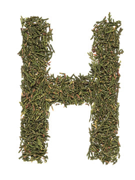 Big english capital letter H made of green fir/spruce tree leafs on white isolated background. Isolated Latin letter.