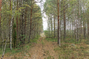 Forest country road in autumn creates an autumn mood.