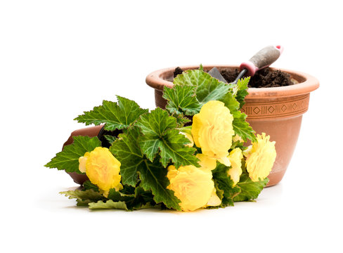 Fototapeta Yellow  Begonia plant in the flowerpot isolated on white. Ready for planting.