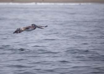 American White Pelican (Pelecanus erythrorhynchos)