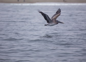 American White Pelican (Pelecanus erythrorhynchos)