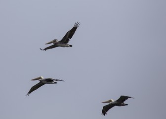 American White Pelican (Pelecanus erythrorhynchos)