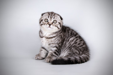 Scottish fold shorthair cat on colored backgrounds
