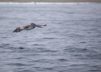American White Pelican (Pelecanus erythrorhynchos)