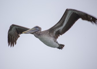 American White Pelican (Pelecanus erythrorhynchos)