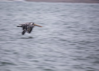 American White Pelican (Pelecanus erythrorhynchos)