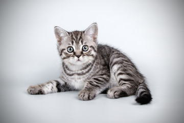 Scottish straight shorthair cat on colored backgrounds