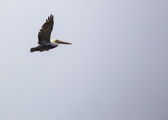 American White Pelican (Pelecanus erythrorhynchos)