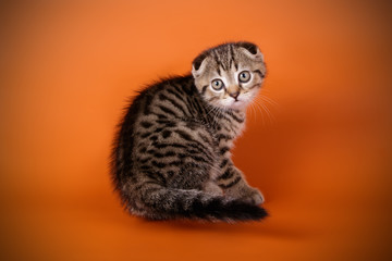 Obraz premium Scottish fold shorthair cat on colored backgrounds