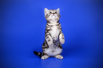 Scottish straight shorthair cat on colored backgrounds