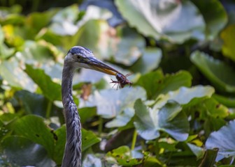Great Blue Heron (Ardea herodias)