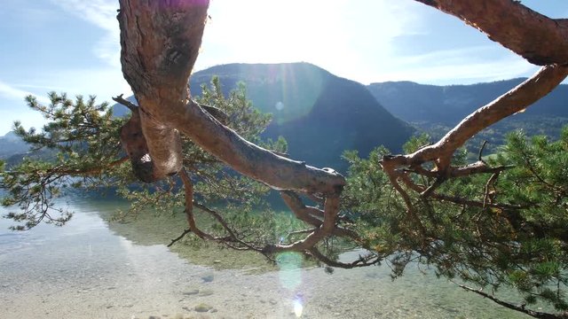 Sunny morning at Grundlsee Austria. View auf Grundlsee with a tree in the foreground.