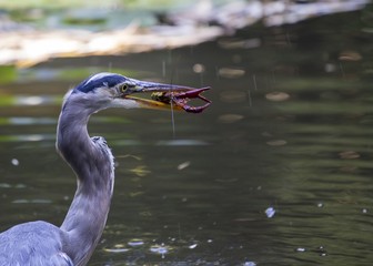 Great Blue Heron (Ardea herodias)