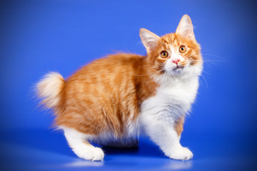 Obraz premium Kurilian bobtail cat on colored backgrounds