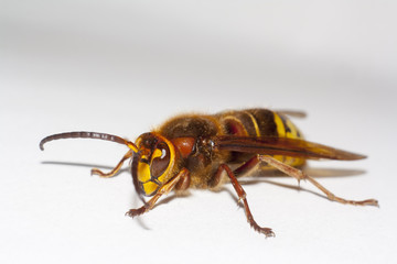 big hornet on white background