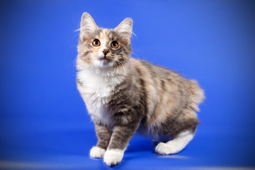 Obraz premium Kurilian bobtail cat on colored backgrounds