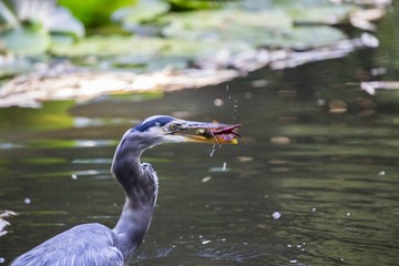 Great Blue Heron (Ardea herodias)