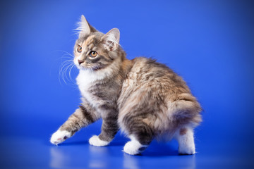 Kurilian bobtail cat on colored backgrounds