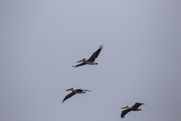 American White Pelican (Pelecanus erythrorhynchos)