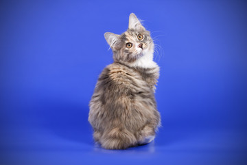 Kurilian bobtail cat on colored backgrounds