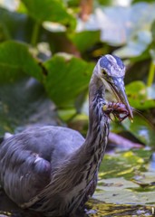 Great Blue Heron (Ardea herodias)