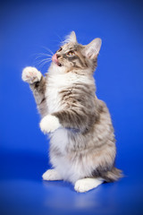 Kurilian bobtail cat on colored backgrounds