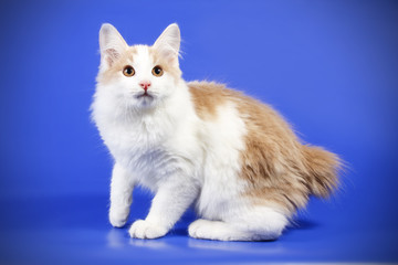 Kurilian bobtail cat on colored backgrounds