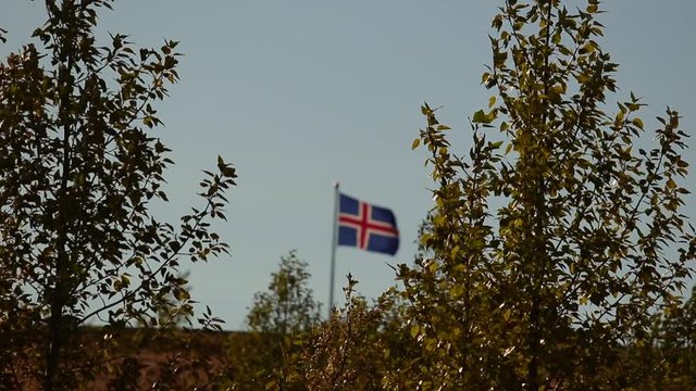 Icelandic flag in the trees