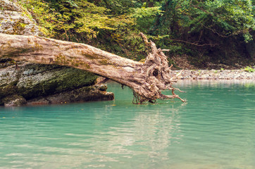 A huge dry sawyer above the river in the mountains. Mysterious places in the wild. The Khosta river in Sochi, Russia. 