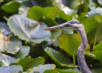 Great Blue Heron (Ardea herodias)