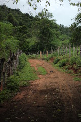 Fototapeta premium Caminho