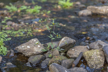 Landscape,little plant river on the mountains