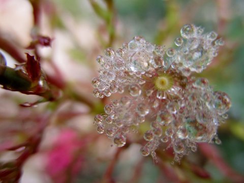 Macrophotography of fog drops on jupiter's-beard egret (Centranthus ruber)