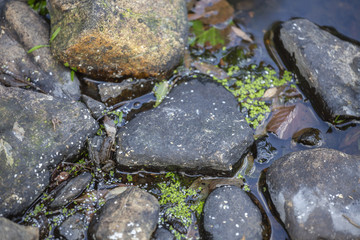 Fototapeta na wymiar Landscape,little frog on rocks river on the mountains