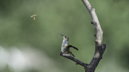 Fight or Fly