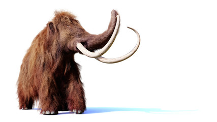 Obraz premium mamut włochaty, prehistoryczny ssak izolowany z cieniem na białym tle (renderowanie 3d)