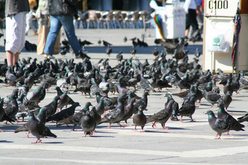 Venice, Piazza San Marco with pigeons