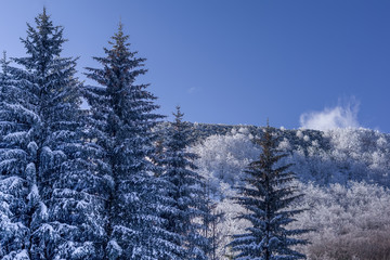 Obraz premium Landscape view of forest covered with white snow. Blue clear sky above. Mountain Ucka, Vojak, Croatia.