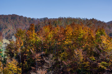 Obraz premium Close up view of one broken dry tree branch and colorful forest in background. Autumn in Gorski kotar, Croatia.