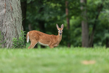 White-tailed Deer Fawn - 227702069