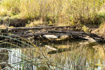 the river is overgrown with vegetation, ancient destroyed bridge of logs, autumn landscape with a marshy pond, wild nature background