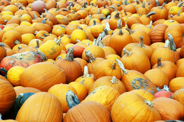 Diverse assortment of pumpkins outdoor. Autumn harvest