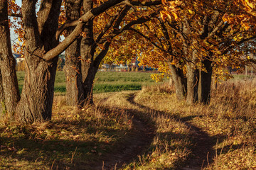 Oak alley and road stretching into the autumn at sunset