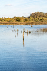 blue lake with shores overgrown with grass and trees, stumps of dead trees in the water, autumn landscape with a shifting light of the setting sun