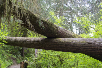 Fototapeta premium tree in forest