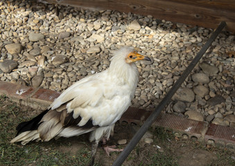 Raptor wild eagle